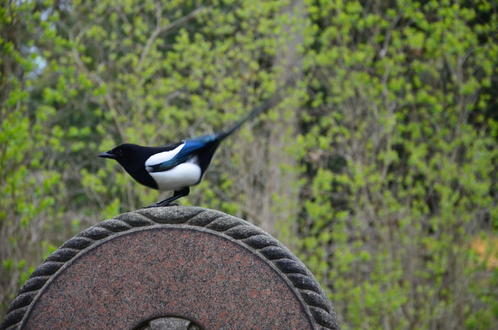 2017-04 Copenhagen/Assistens Kirkegård/DSC_0053.JPG